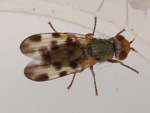 Melieria omissa